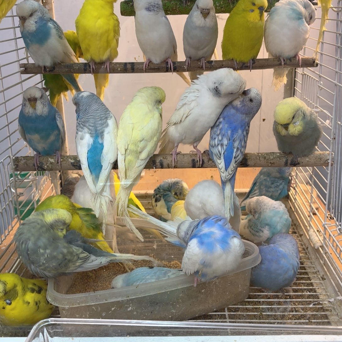 虎皮鹦鹉大头一只特价