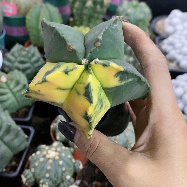 花花草草花花草草