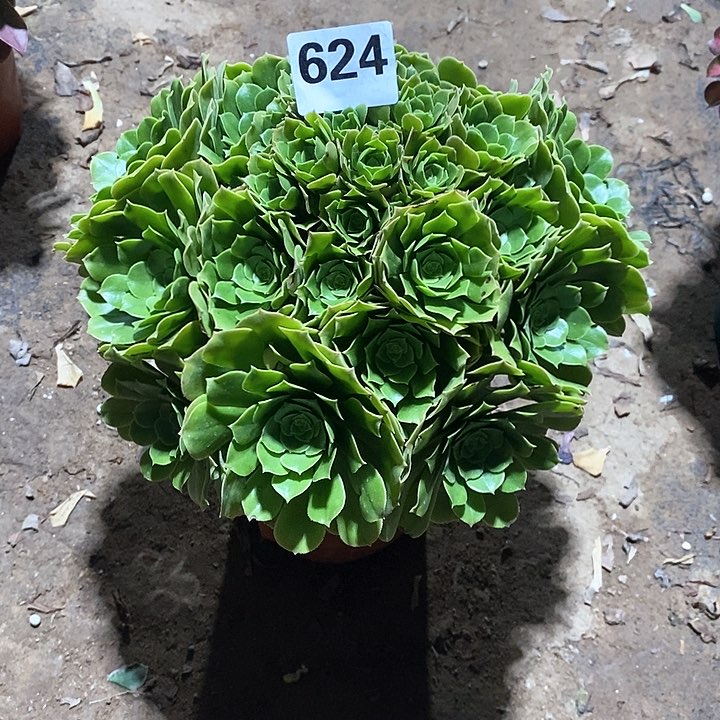 法师植物一物一拍624