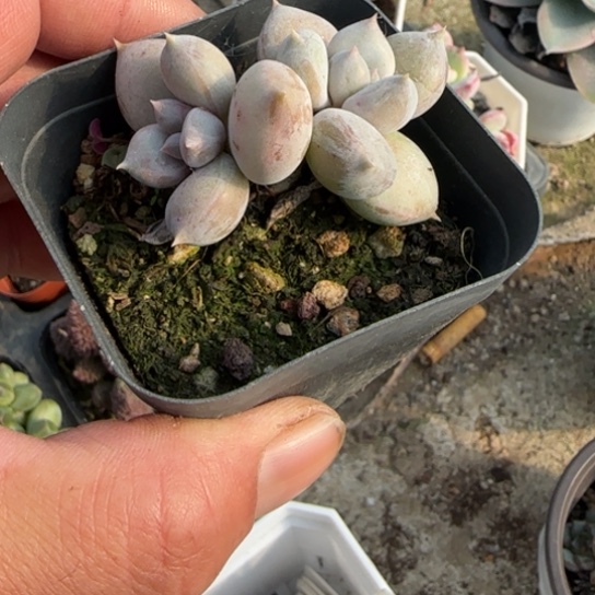 218奶油公主多肉植物多