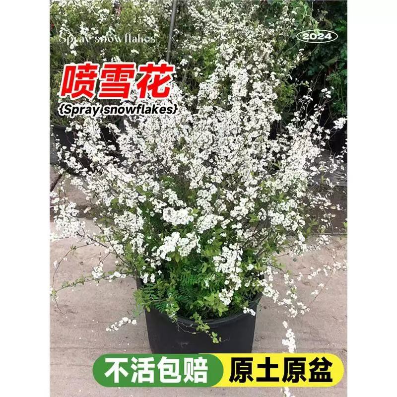雪柳植物喷雪花苗盆栽花卉珍珠梅绣线菊庭院雪柳室外耐寒阳台