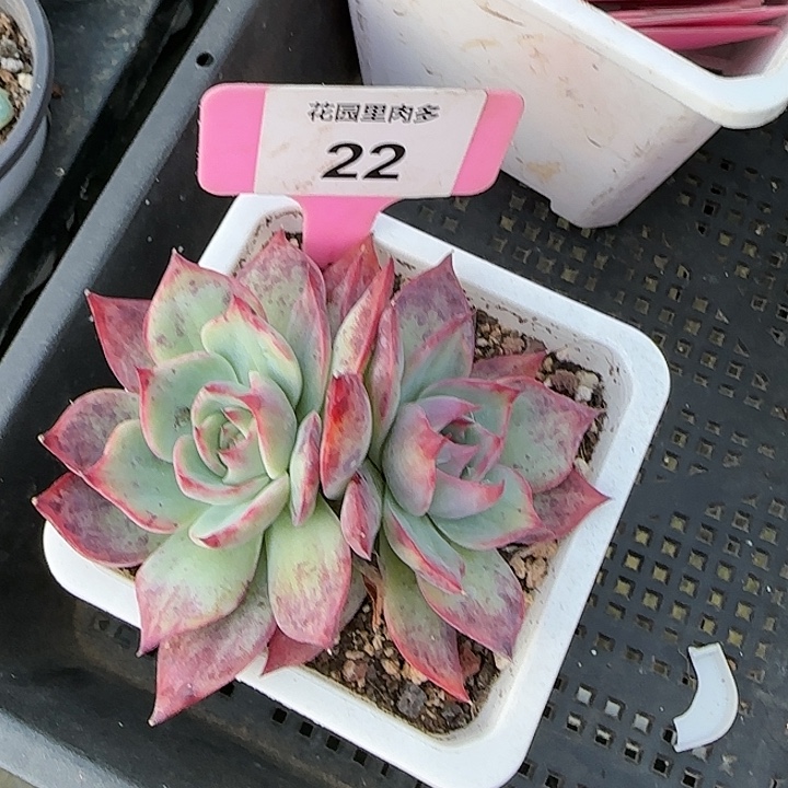 22 惊鸿仙子多肉植物6-9
