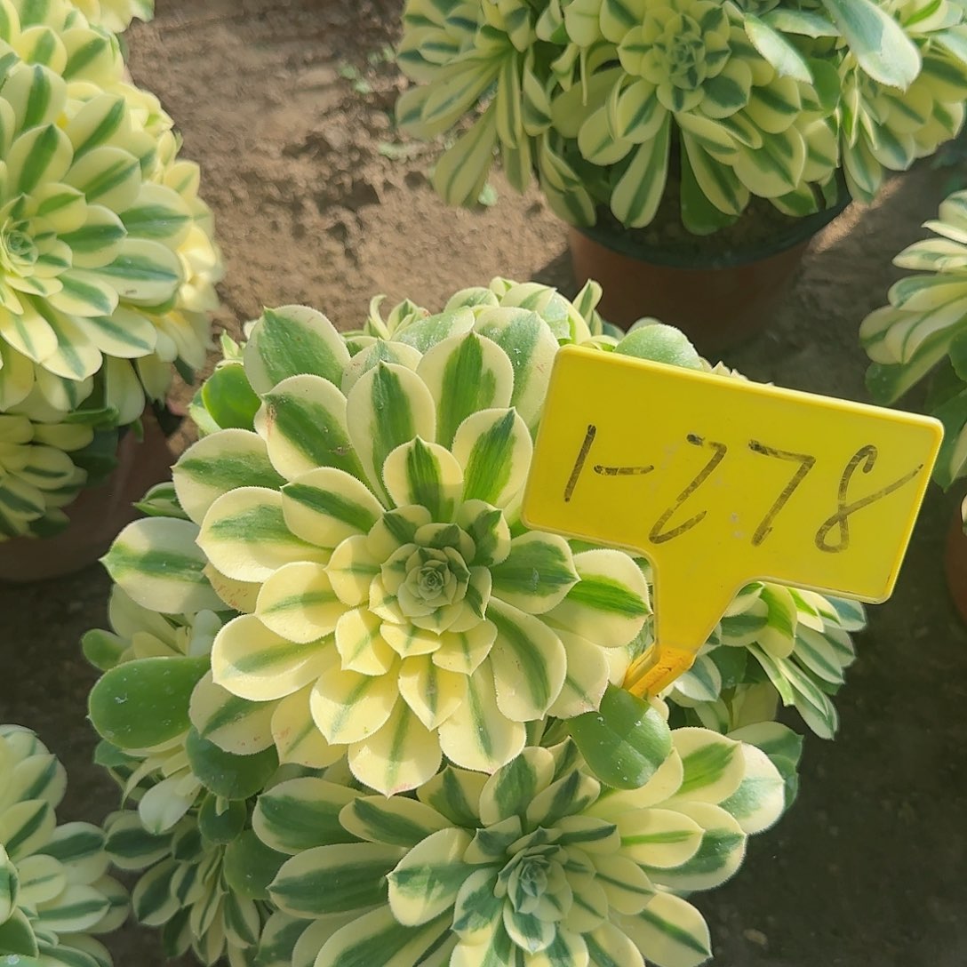 1-278--多头多肉植物