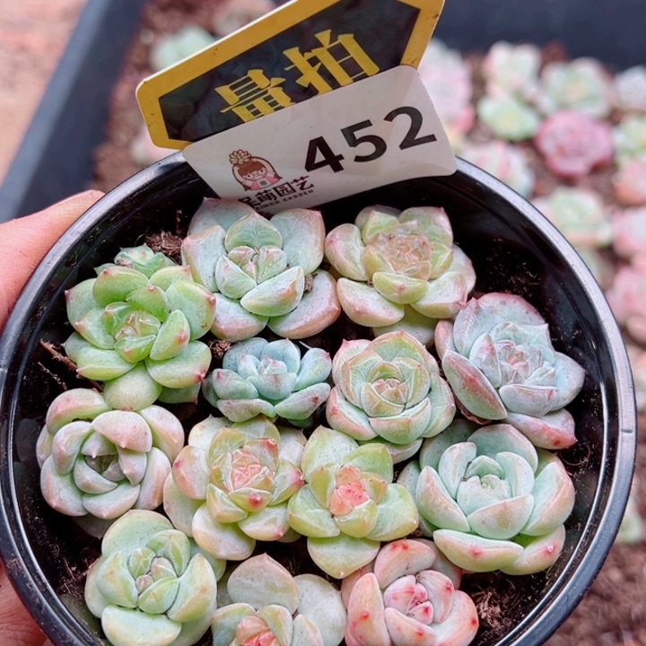 多肉植物多肉植物