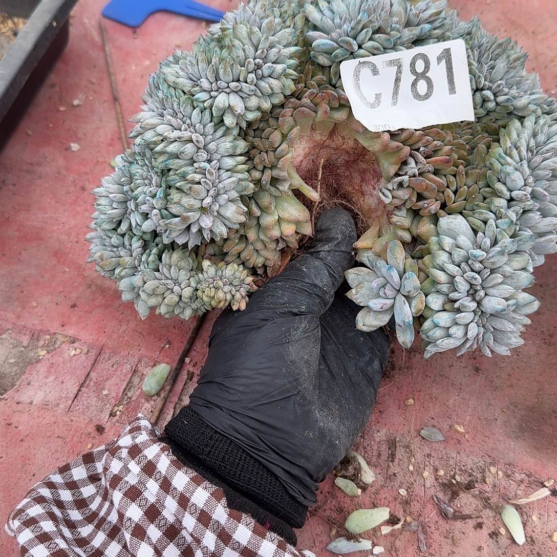 有点微微抹抹瑕疵呀呀