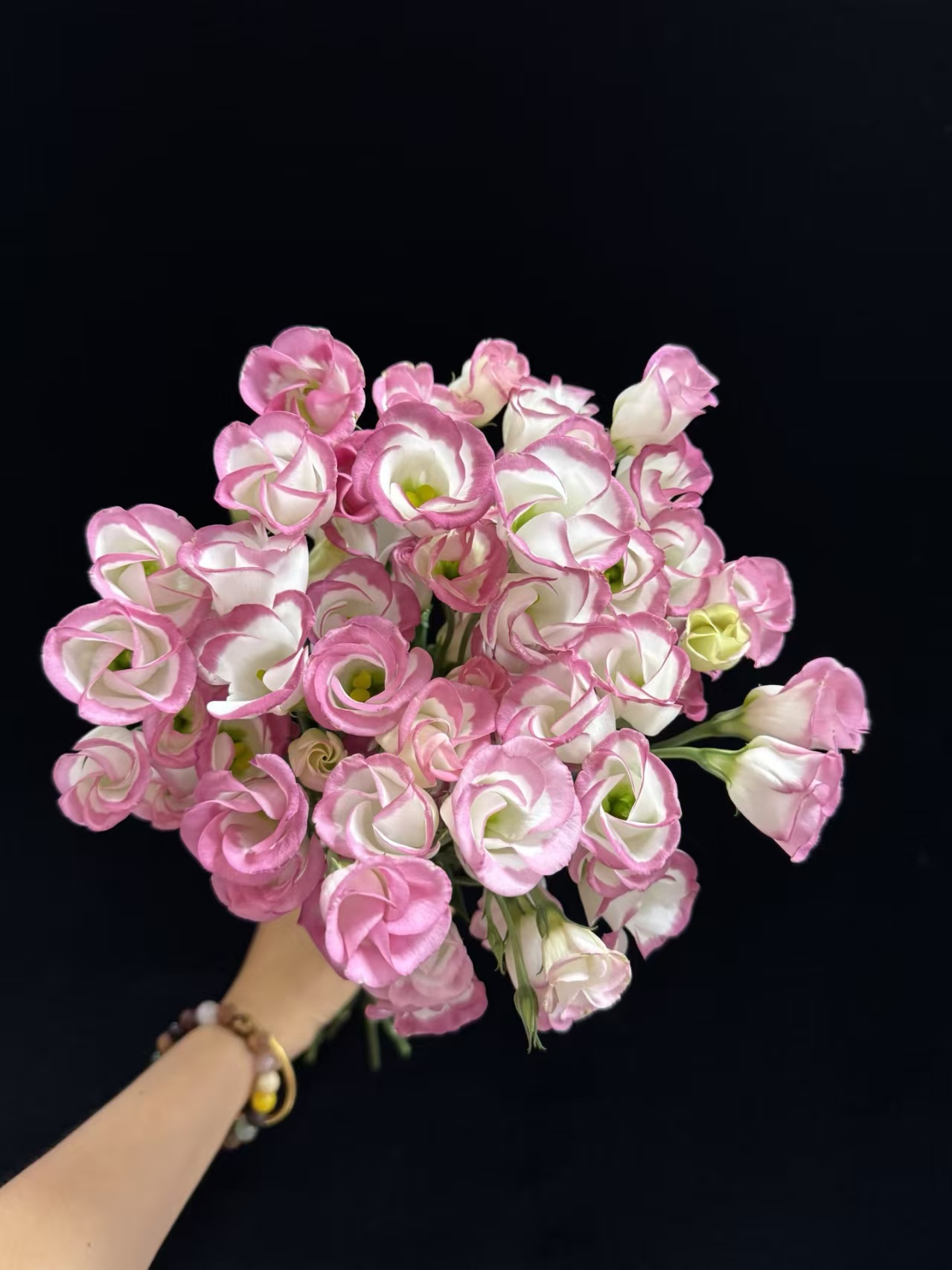 【买一送一】稀有短笛单瓣粉色洋桔梗一大把   基地鲜花