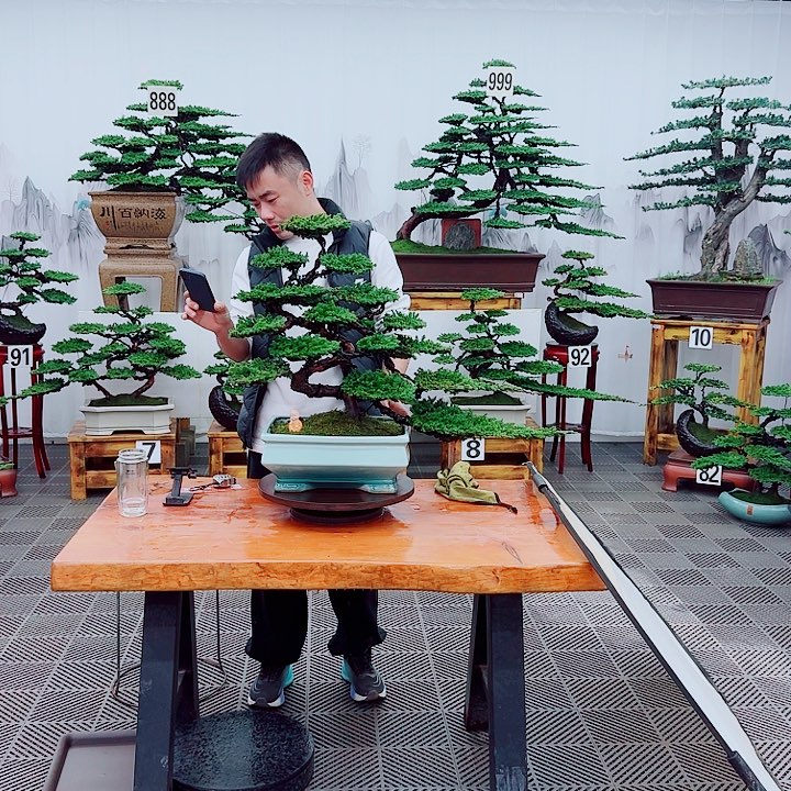 Z****无花朵松柏盆景，一物一拍