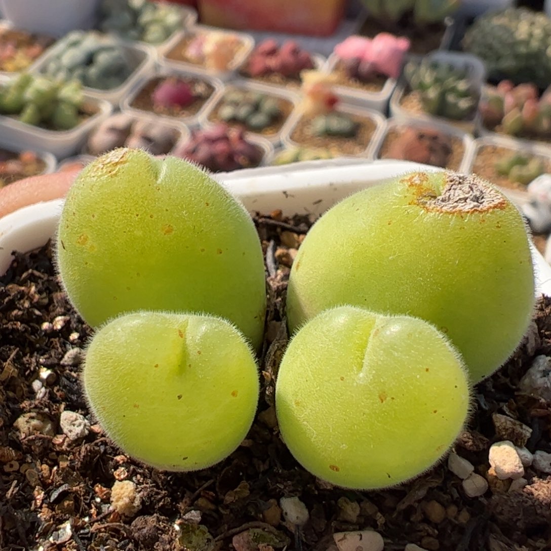 088多肉植物组合