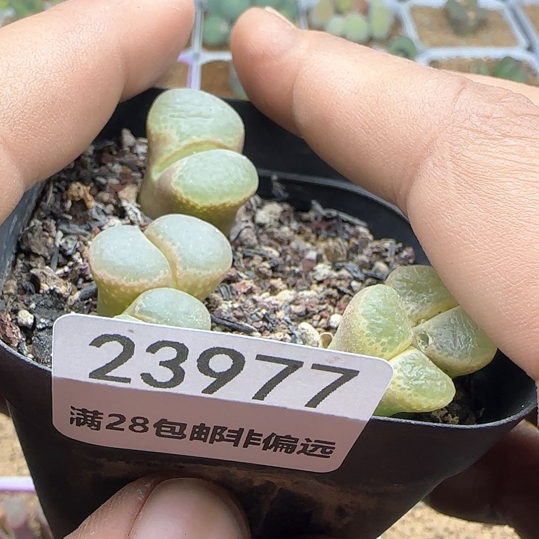 ღ**ღ脱土年后发货23977