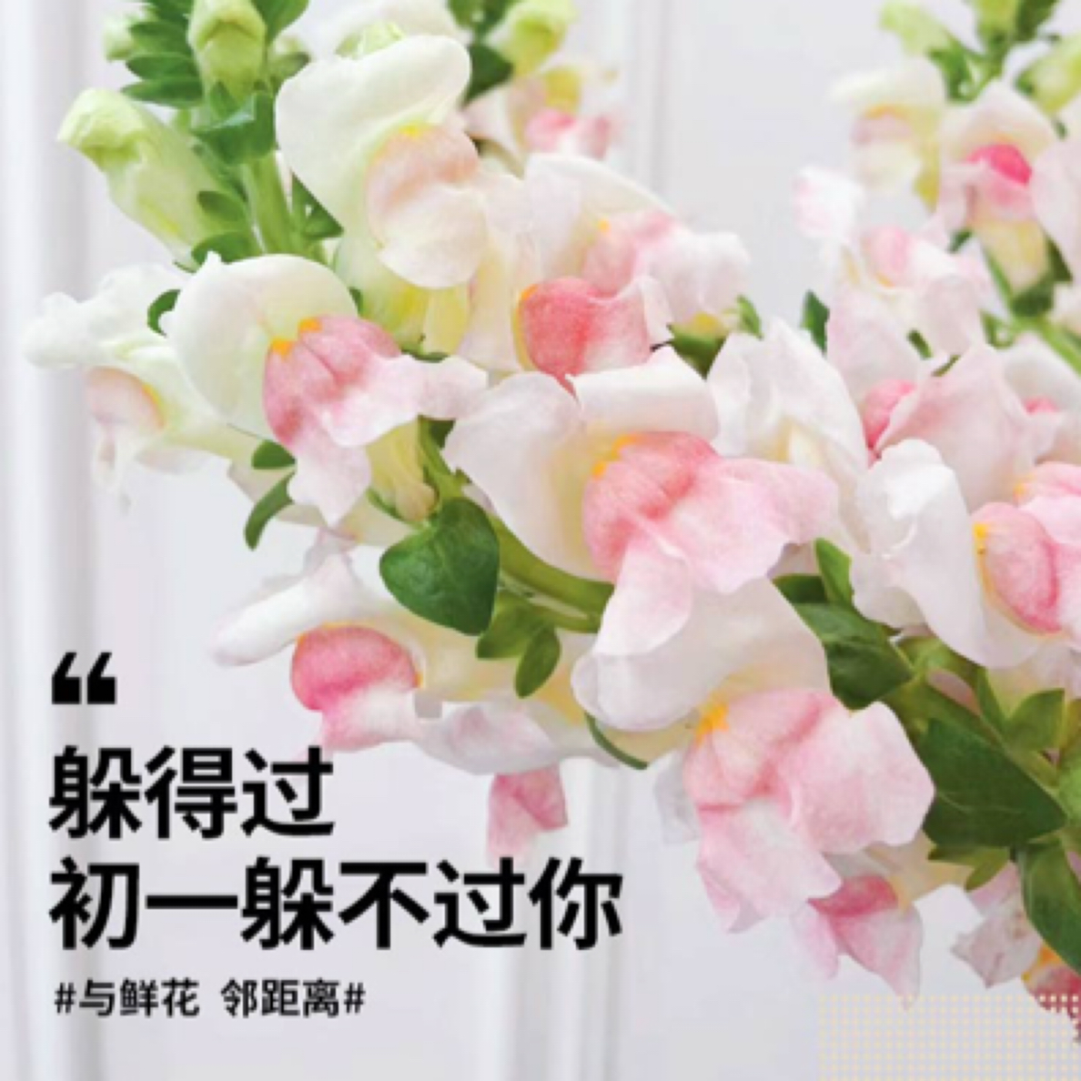 金鱼草—把普通的日子过的浪漫点