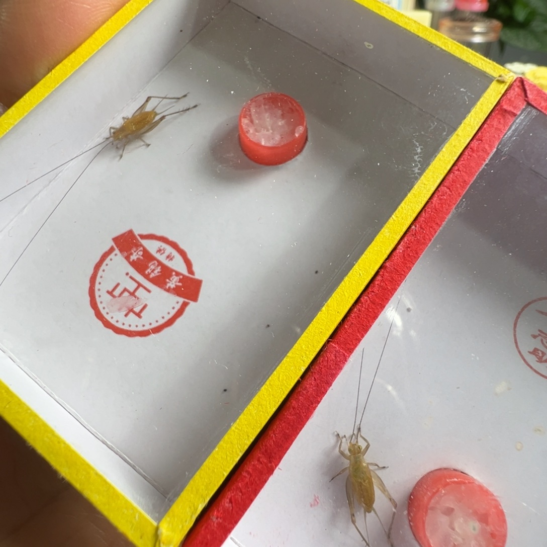 蟋蟀一只黄老师冬黄一只石老师冬黄