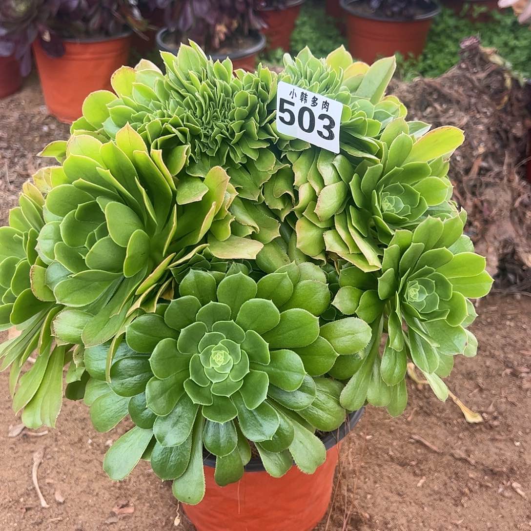 503绿羊绒缀化一颗