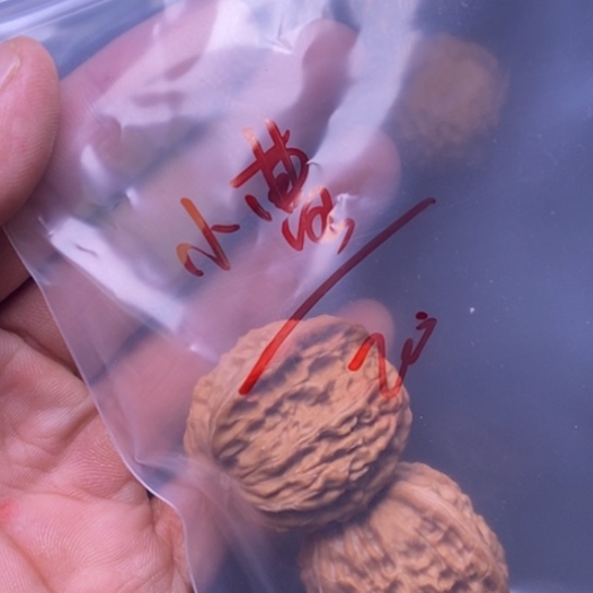 【闪购商品】吊坠文玩核桃小*1 