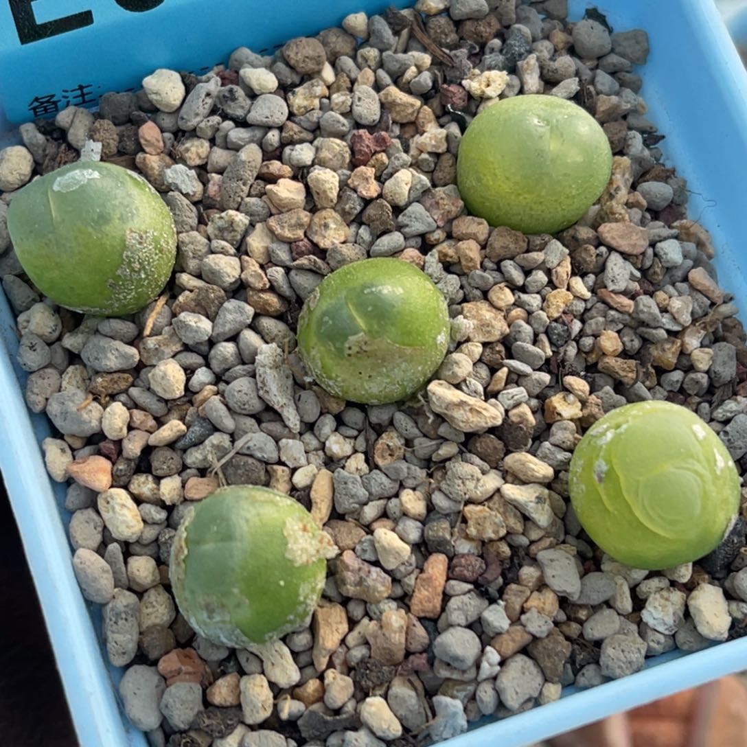 6705日系拉登五颗