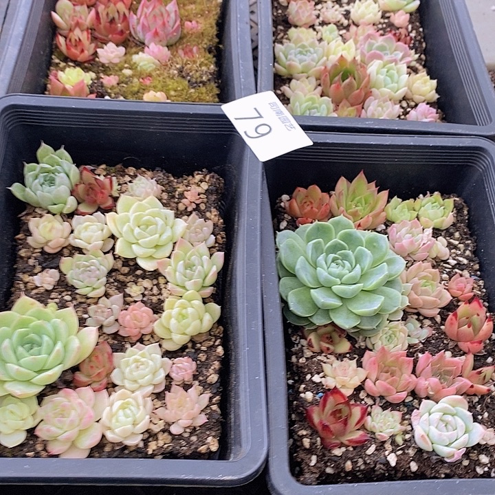 79 多肉植物盆栽花卉