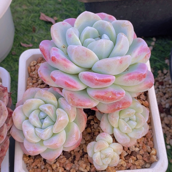 多肉乐园精品冰玉