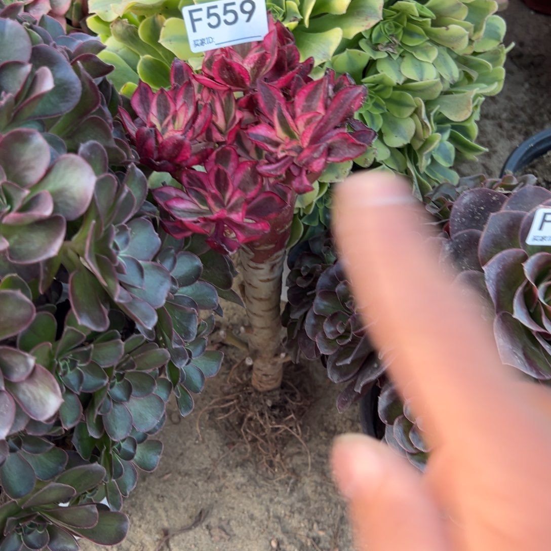 *****559魅影多肉植物法师
