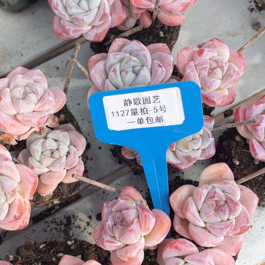 1127-5-樱花冰玉高桩群生一颗
