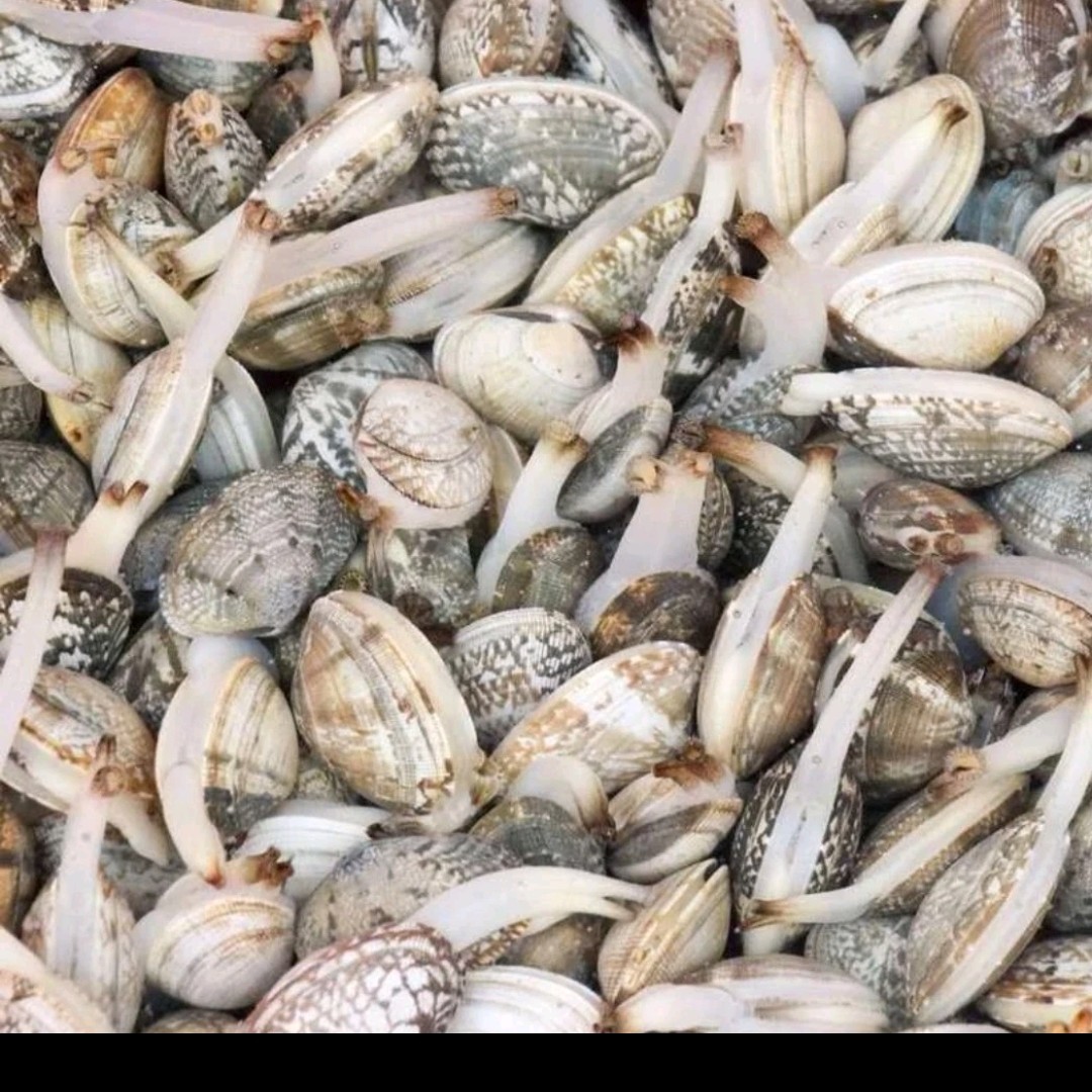 鲜活花蚬子  3斤