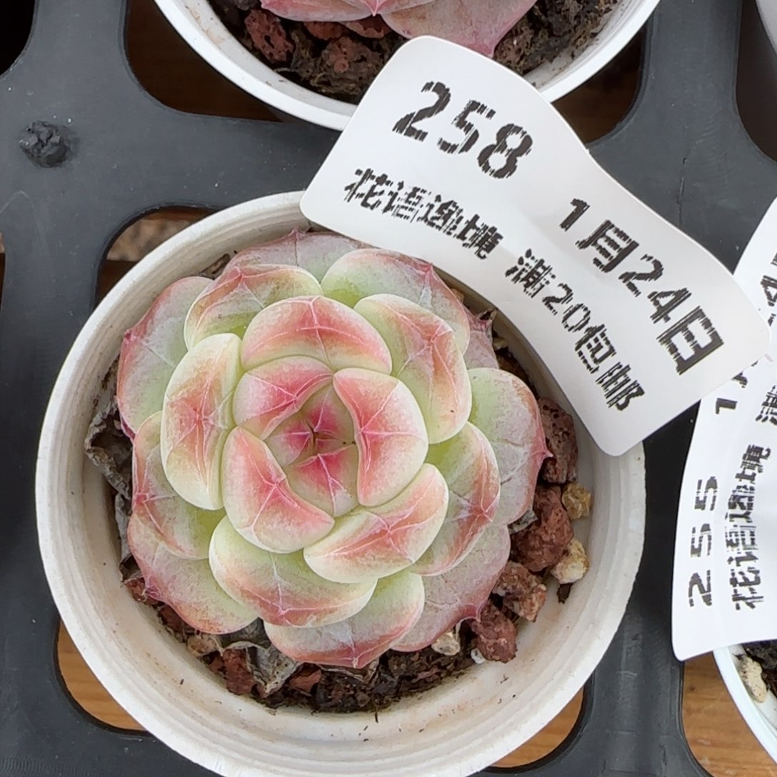 花语逸境0124-258