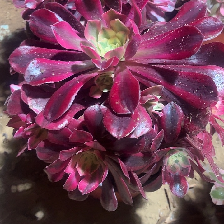 美杜莎一棵脱土9.9