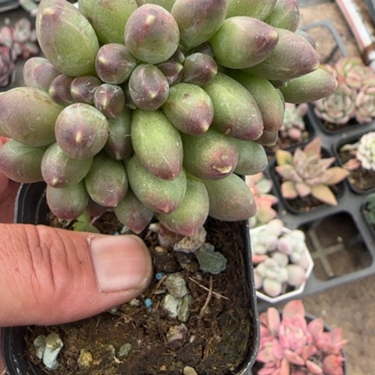 168千代田缀多肉植物多