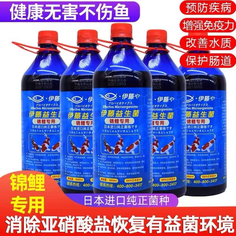 伊藤益生菌泰狮兰寿金鱼锦鲤蝴蝶鲤EM菌观赏鱼促进消化吸收有益菌