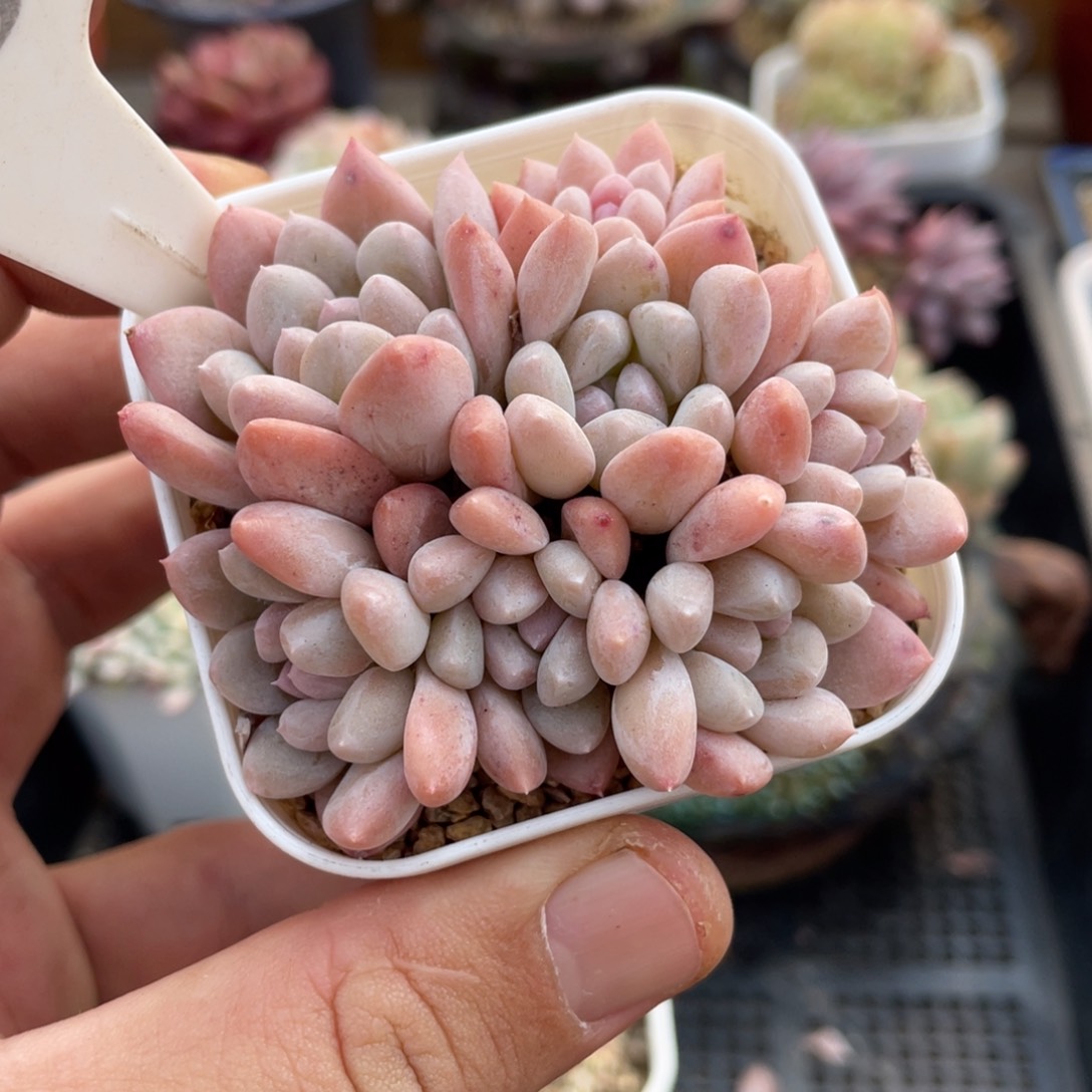 0230不认识不带盆7厘米