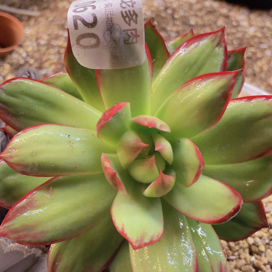 惊鸿仙子冠服15左右0620