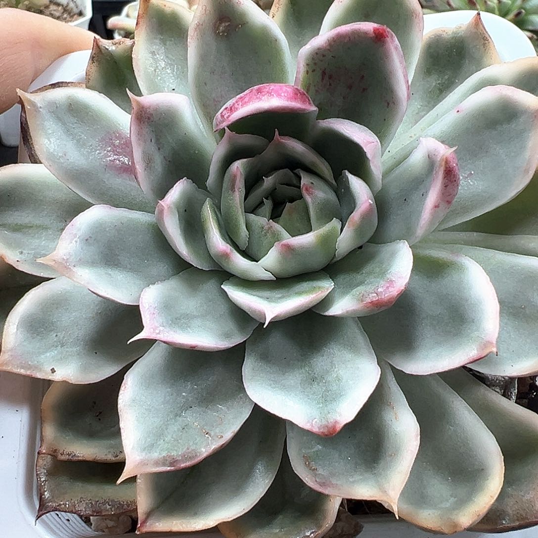 水晶恋人锦 小方花圃一物一拍