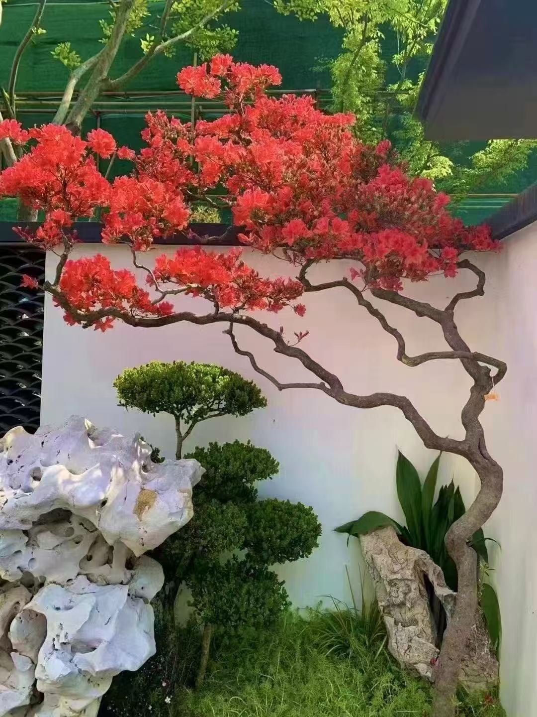 大别山腹地映山红