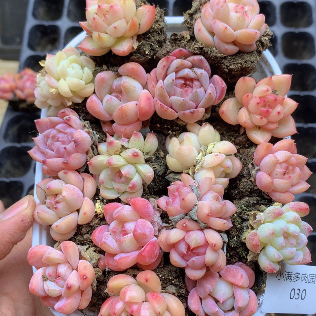 我要去看你了啊030