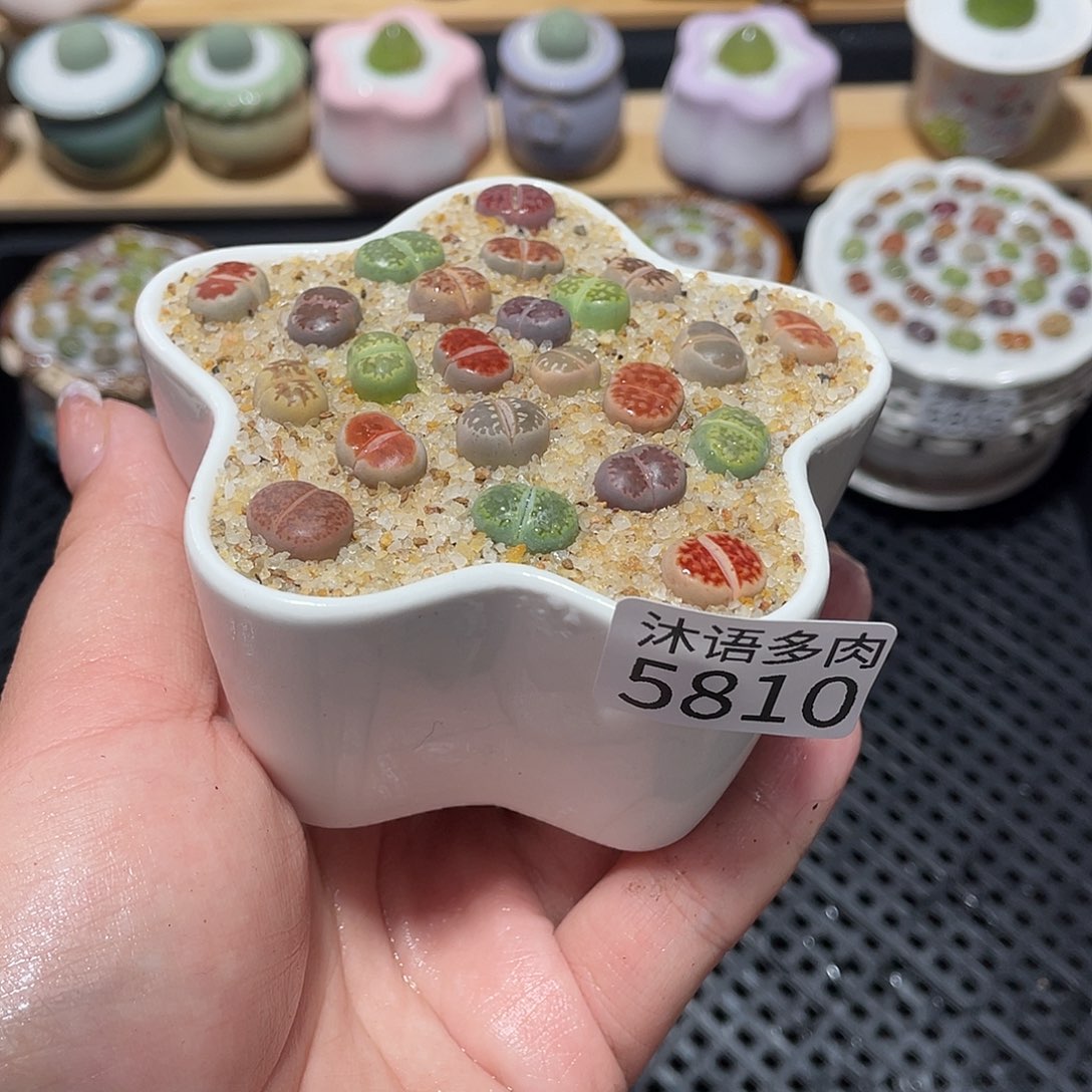带盆土植物 一物一拍5810