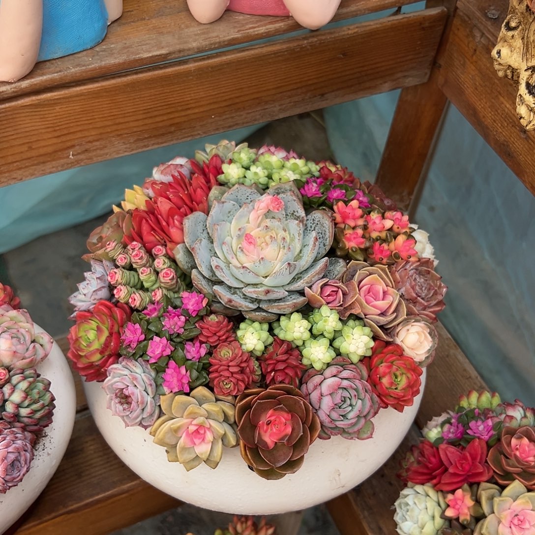 大聚宝盆多肉组合花园