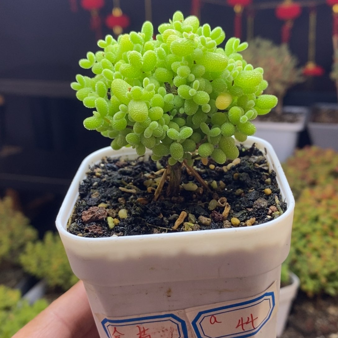 a44号金桔糖球枝干多肉