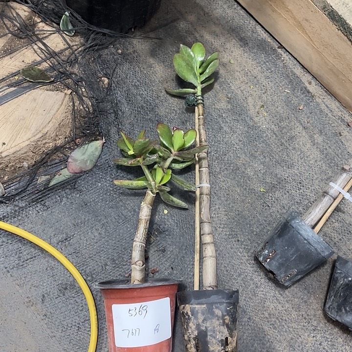 用***7当前无花栽培后可以开花黄金 紫叶18