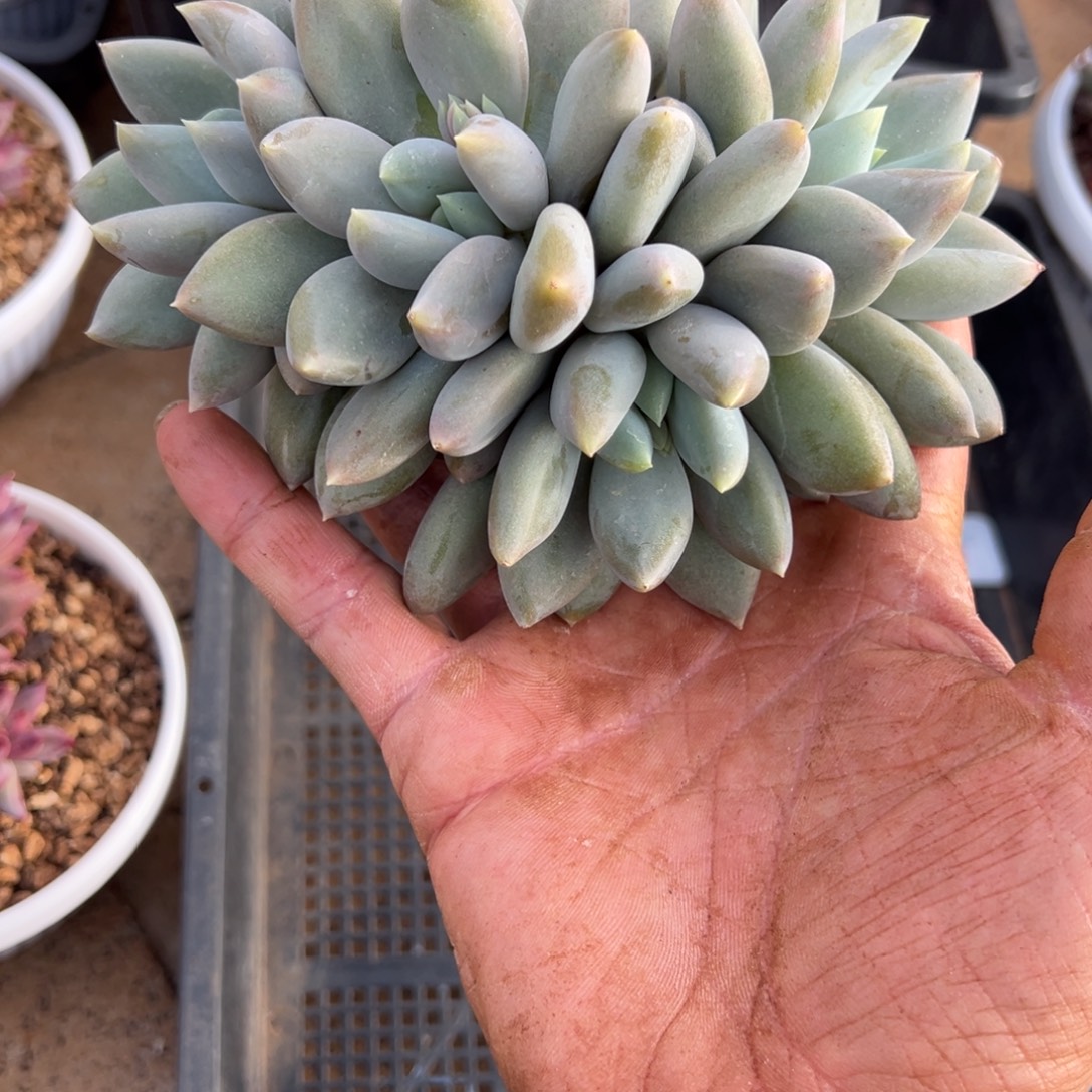 软***糖我是花卉专用车司机，软糖38