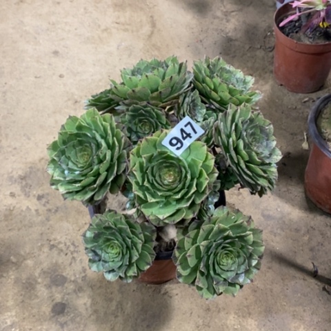 947万拉丝134567889