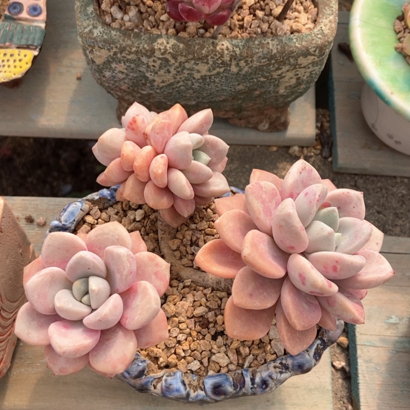 【闪购商品】花斑鹿