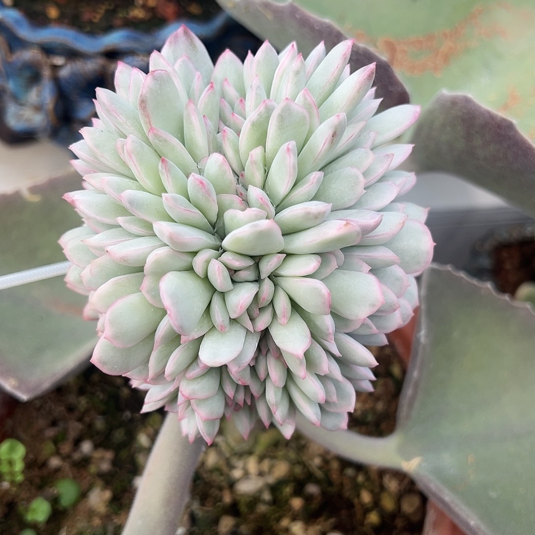 雨燕作锦嫁接多肉植物