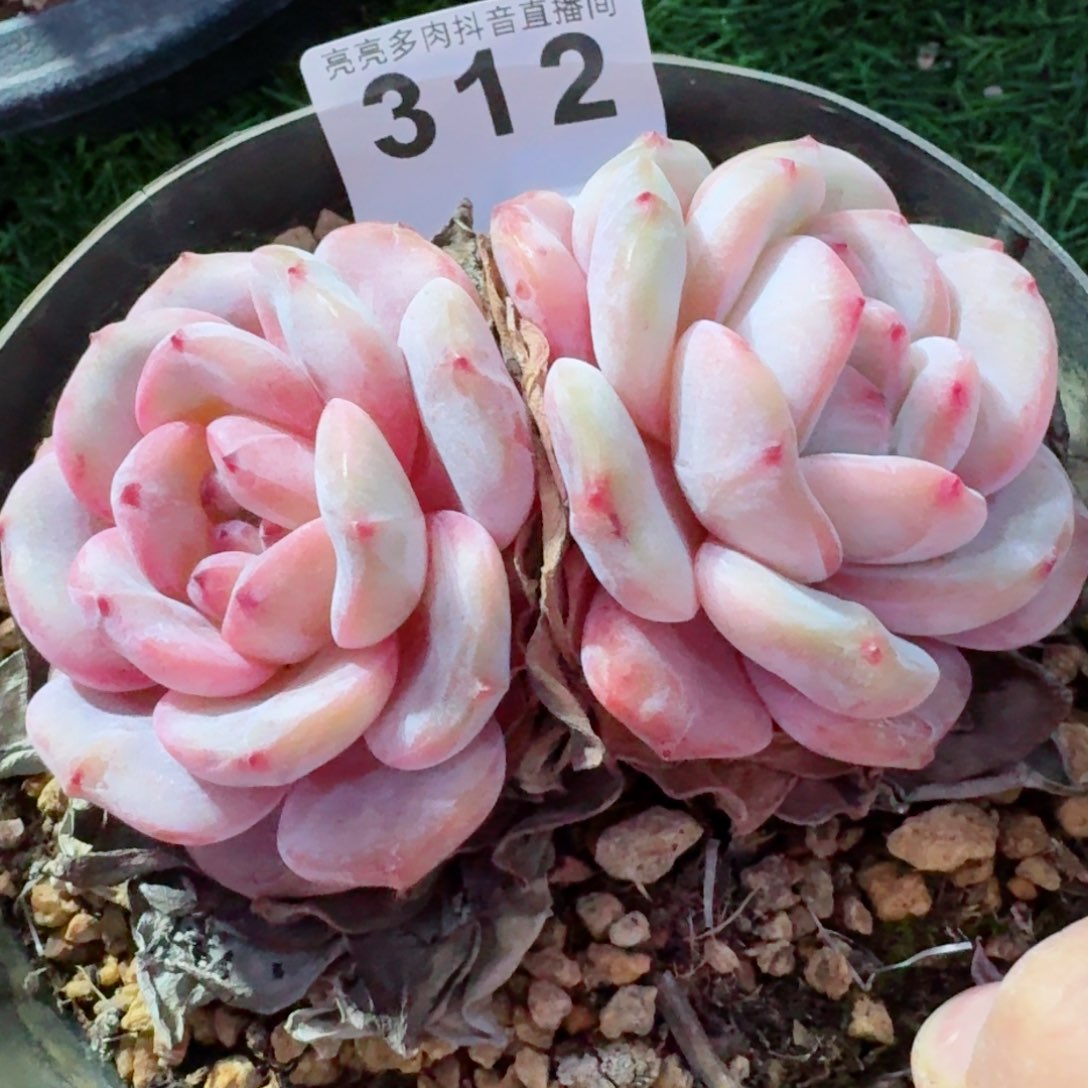 星影         精品多肉