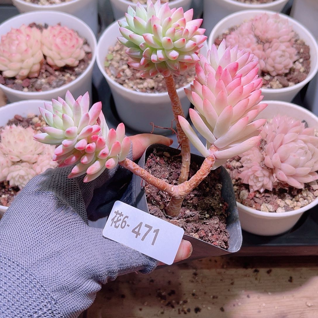 花06-471树冰群生