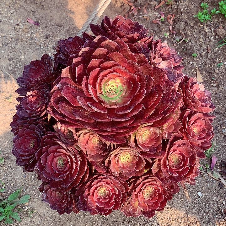红魔捧花，多肉植物