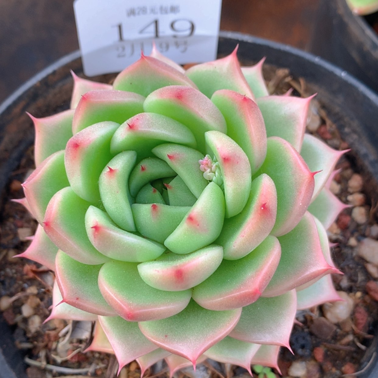 【闪购商品】云149