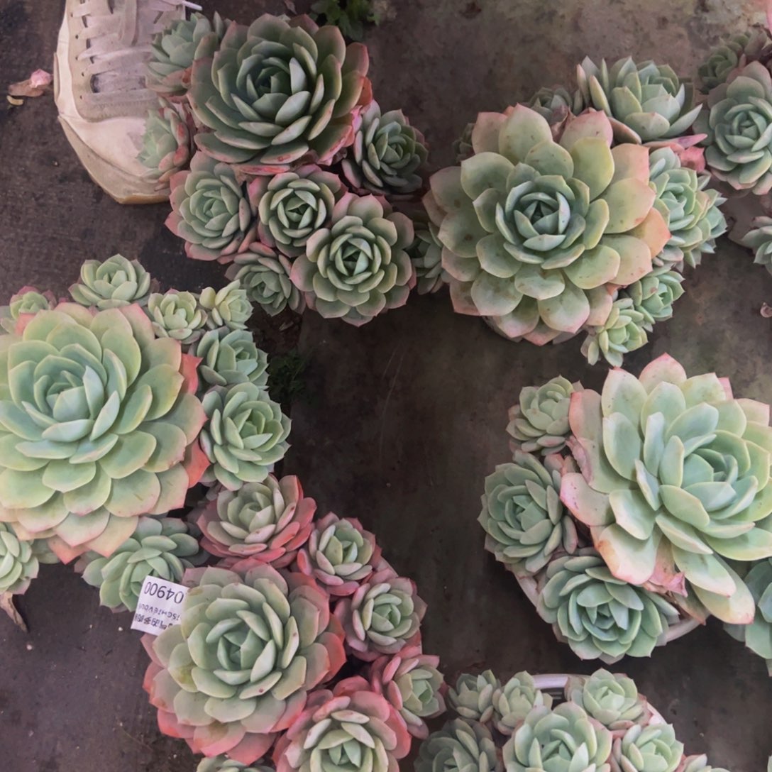 韩国恋曲单头带手捧