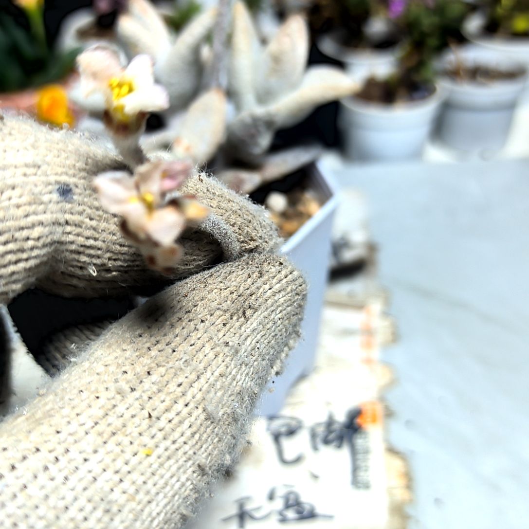 满9元包邮，福兔耳多头