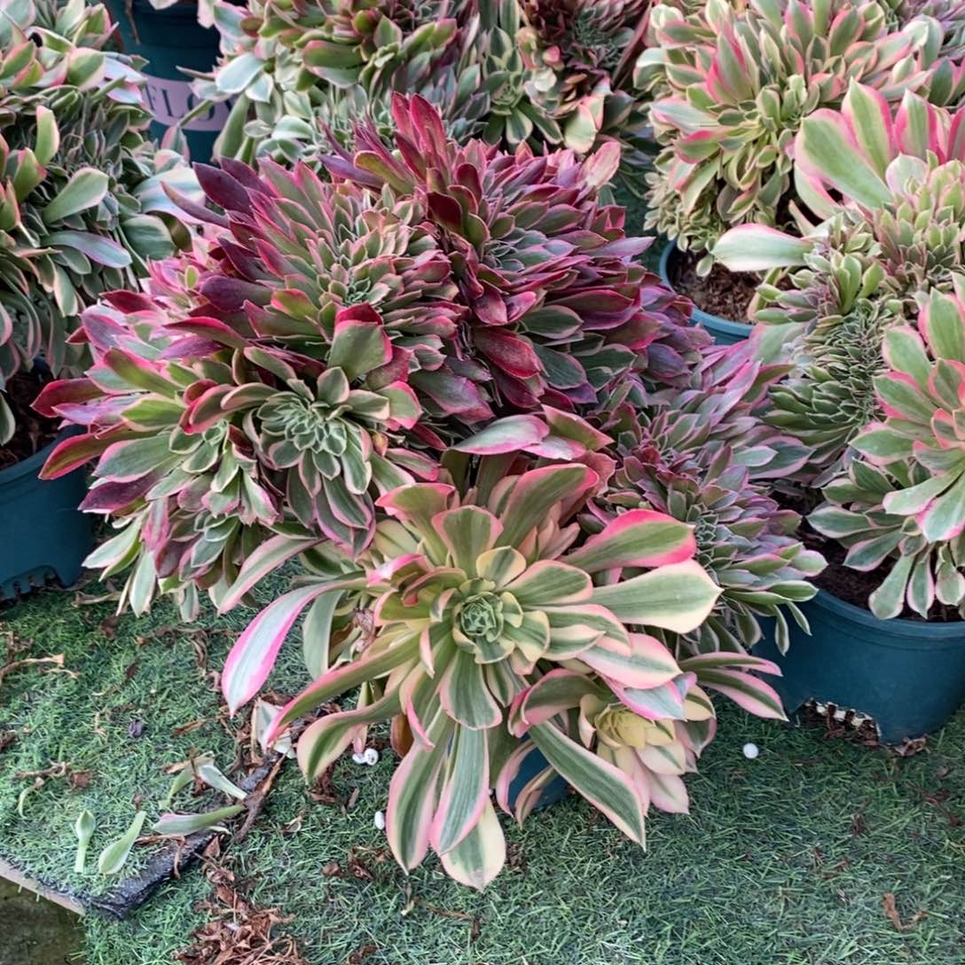 女神多肉多肉1颗多肉