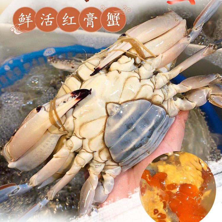 鲜活丹东母梭子蟹5-6两/只1斤2只 全腿母蟹