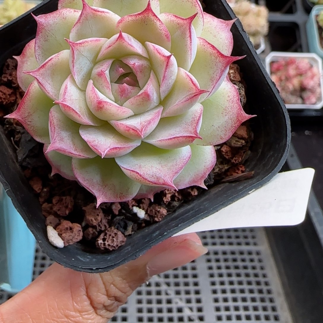 花语逸镜0126-487