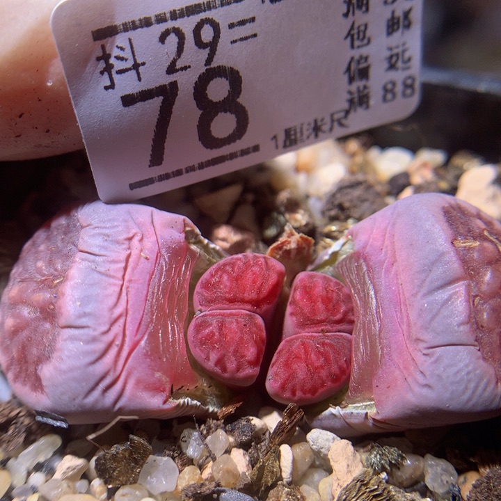 精品生石花29.78